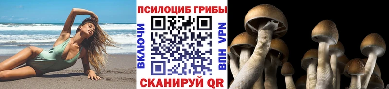 как найти   omg как войти  Галлюциногенные грибы Cubensis  Мосальск 